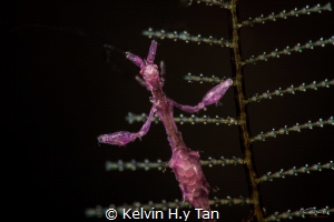 Skeleton shrimp with eggs (smc 2) by Kelvin H.y Tan 